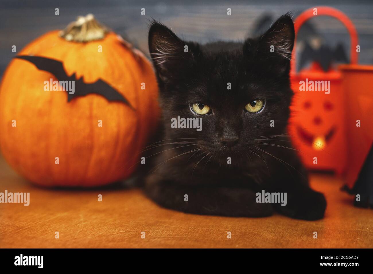 Joyeux Halloween Chat Et Potiron Malefique Noir Seau Et Chauves Souris Jack O Lanterne Sur Fond De Bois Fonce Chaton Emotionnel Noir Posant A La Decoration De Vacances Photo Stock Alamy Joyeux Halloween Chat Et Potiron Malefique Noir Seau Et Chauves Souris Jack O Lanterne Sur Fond De Bois Fonce Chaton Emotionnel Noir Posant A La Decoration De Vacances Photo Stock Alamy