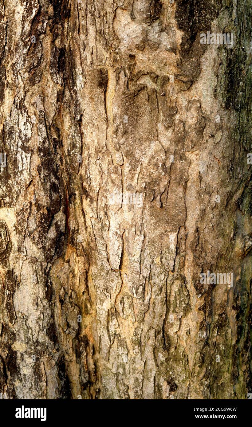 Texture de l'arbre à partir de l'ancien arbre Banque D'Images