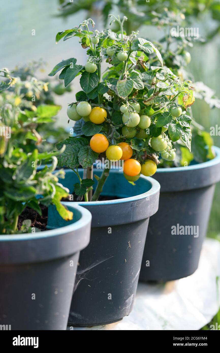 Tomates cerises poussant sur des plants de tomates Banque D'Images