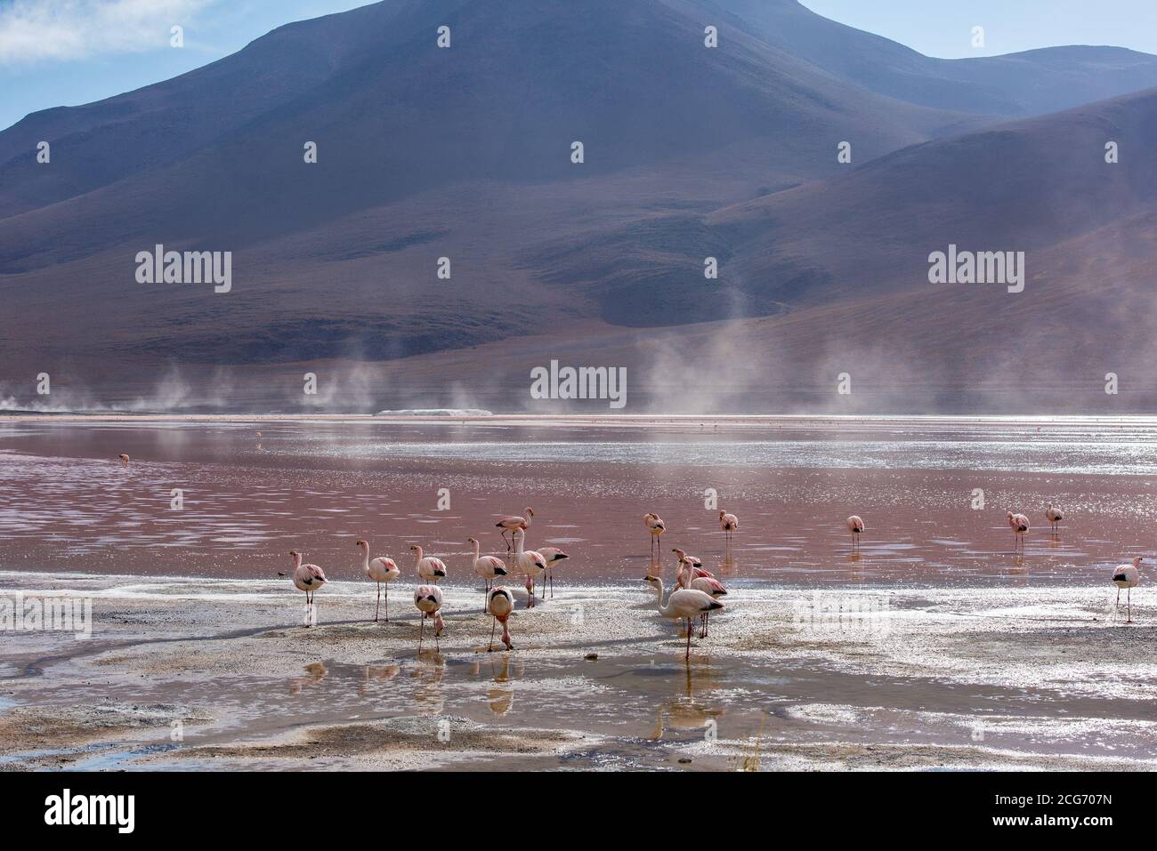 Troupeau de flamants roses debout dans le lagon rouge, Altiplano, Bolivie Banque D'Images
