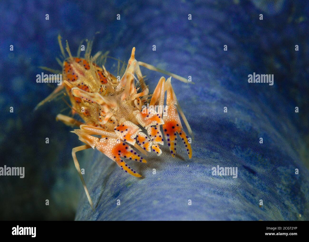 Crevettes tigrées épineuses, détroit de Lembeh, Indonésie Banque D'Images