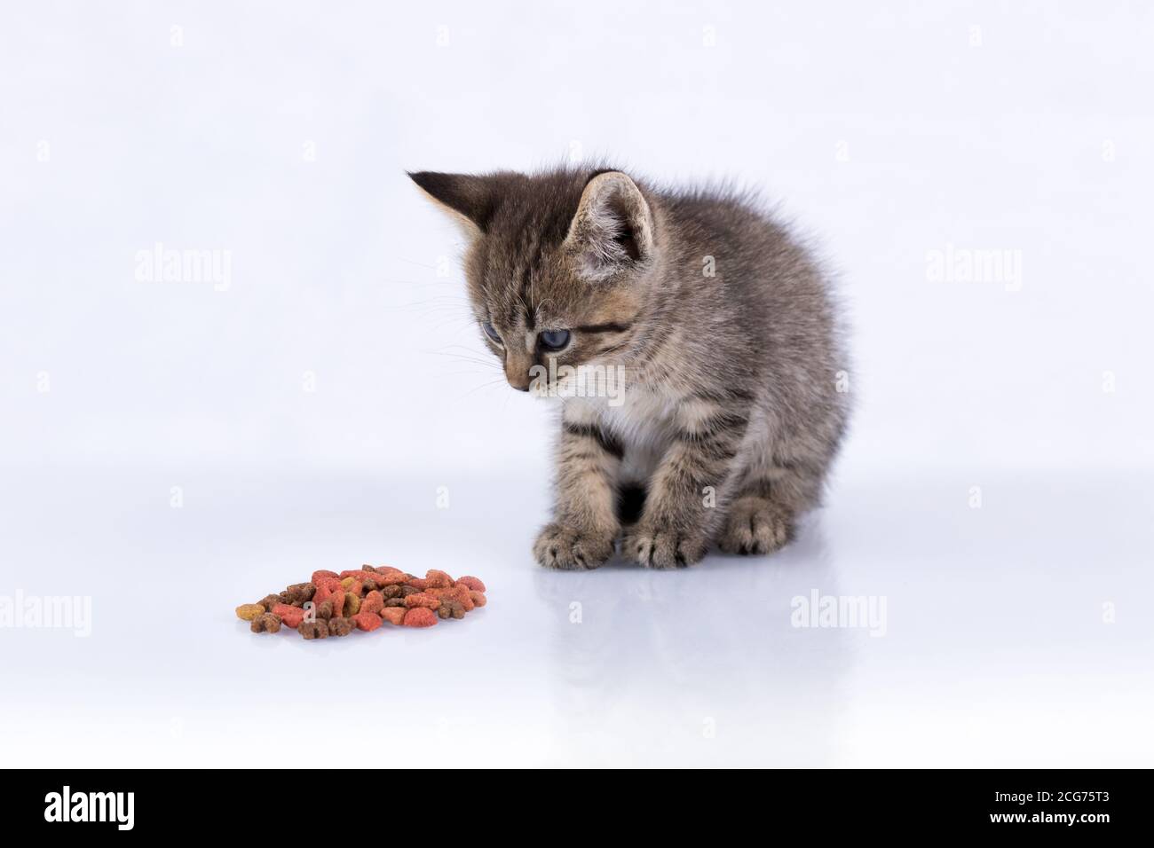 Chaton Tabby domestique assis sur une surface réfléchissante isolée blanc avec nourriture pour chats Banque D'Images