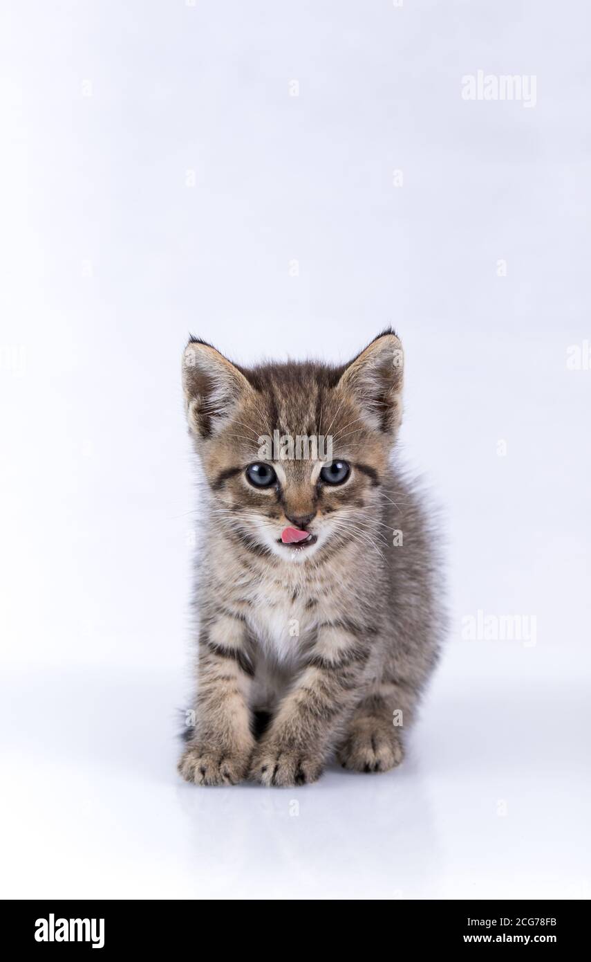 Chaton Tabby domestique assis sur une surface réfléchissante avec la langue isolé sur blanc Banque D'Images