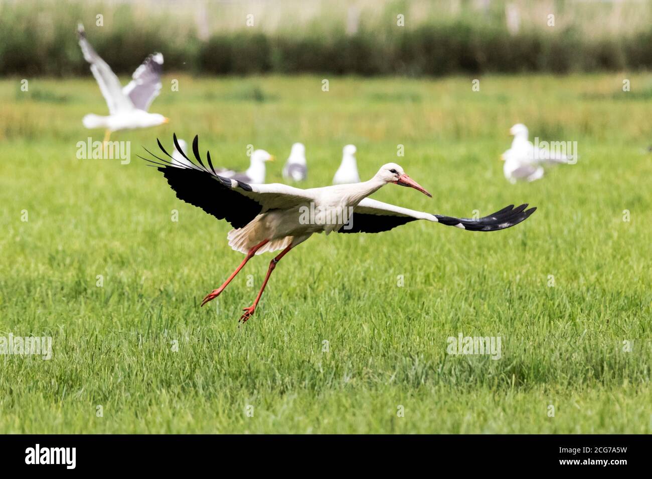 Cigogne blanche ou cigogne de hochet dans un pré parmi le hareng goélands Banque D'Images
