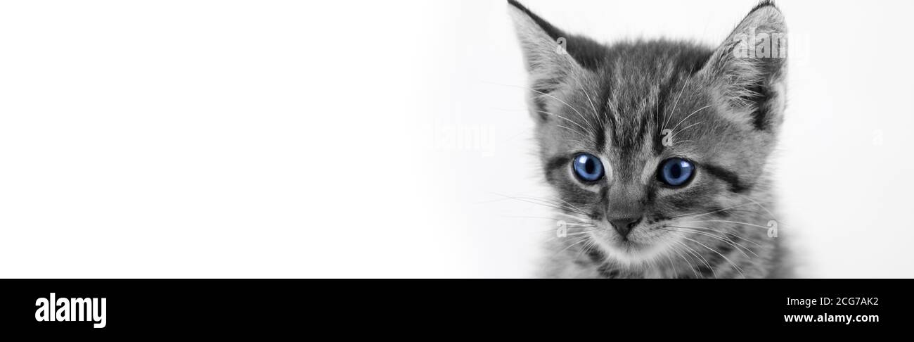 Maison Tabby Kitten gros plan avec les yeux bleus /noir et blanc Banque D'Images