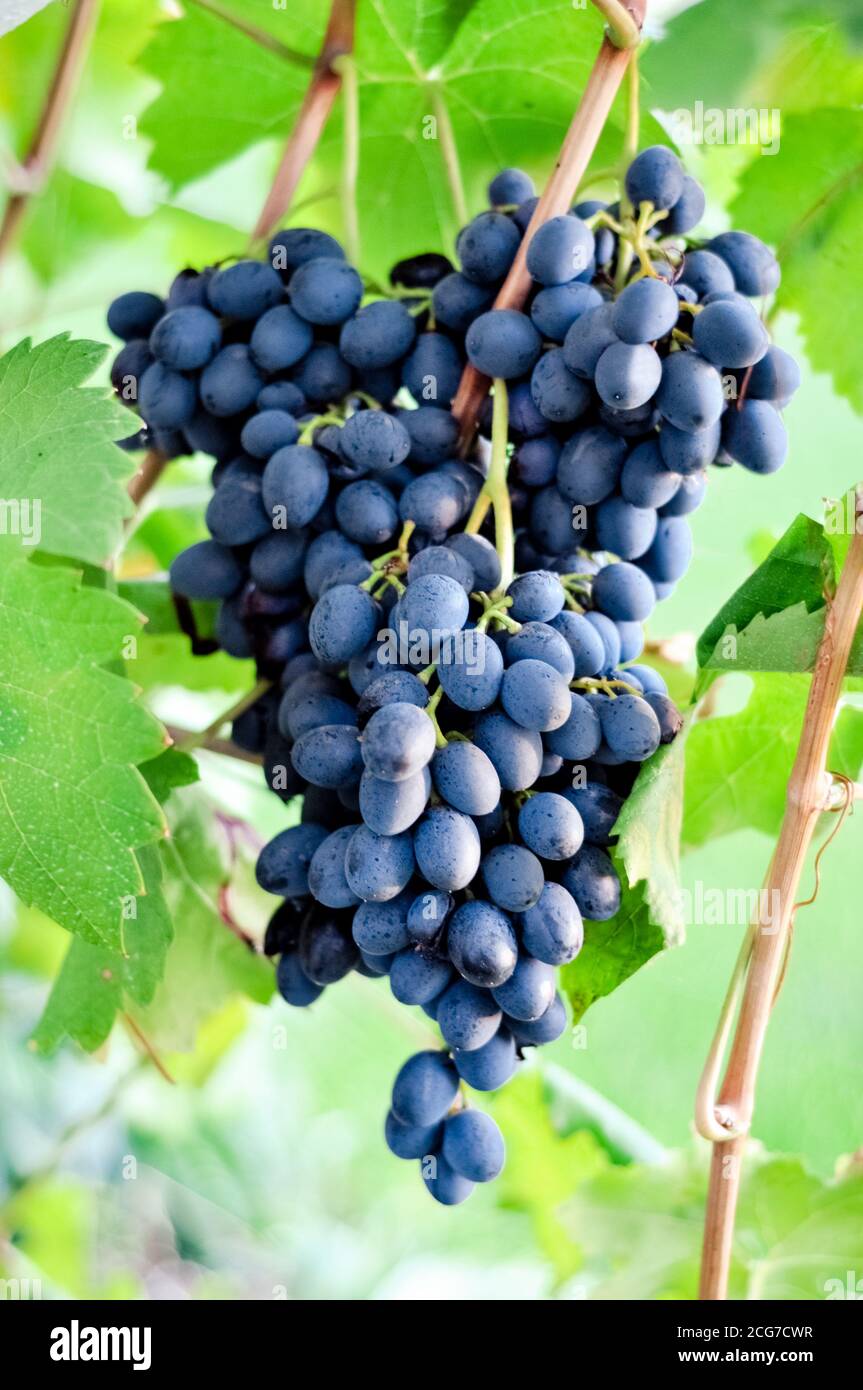 Raisins noirs sur vignes dans vignoble français. Récolte de raisins mûrs de vin bleu foncé. Bouquet frais de raisins noirs récoltés à l'extérieur. Banque D'Images