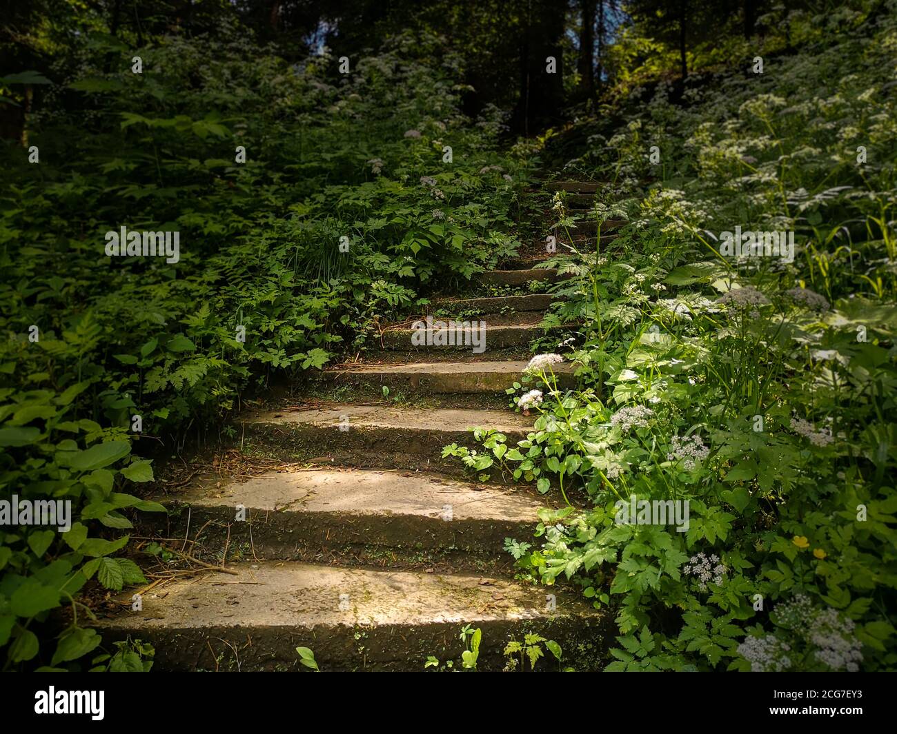 Long escalier en pierre ancien incurvé entouré d'une forte croissance d'herbe verte et de buissons et disparaissant en profondeur du parc forestier. Banque D'Images