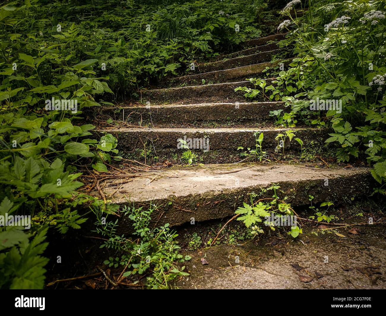 Long escalier en pierre ancien incurvé entouré d'une forte croissance d'herbe verte et de buissons et disparaissant en profondeur du parc forestier. Banque D'Images