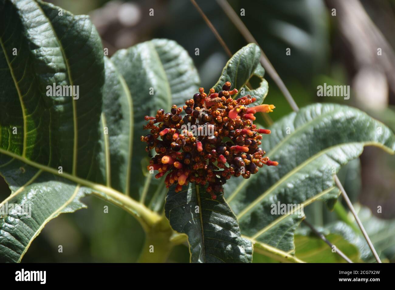 flore brésilienne cerrado bioma fleur tropicale gros plan Banque D'Images