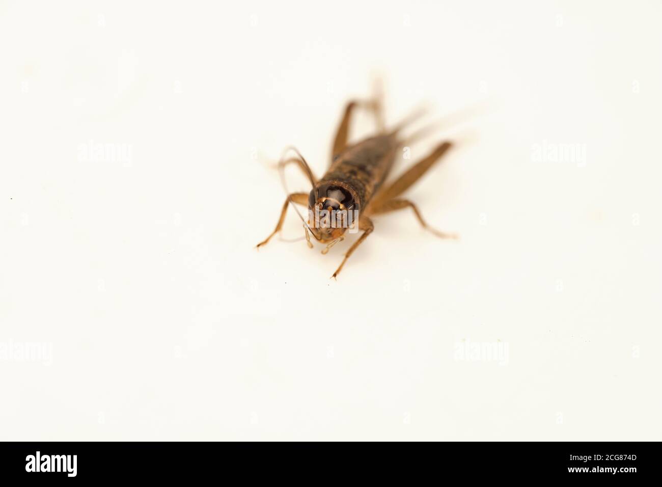 Un insecte de cricket isolé sur fond blanc Banque D'Images