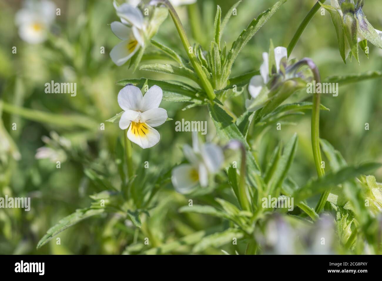 Gros plan des fleurs pâles de couleur crème de la Pansy sauvage, champ Pansy / Viola arvensis croissant dans un champ arable. L'usine n'avait pas d'utilisation réelle. Banque D'Images