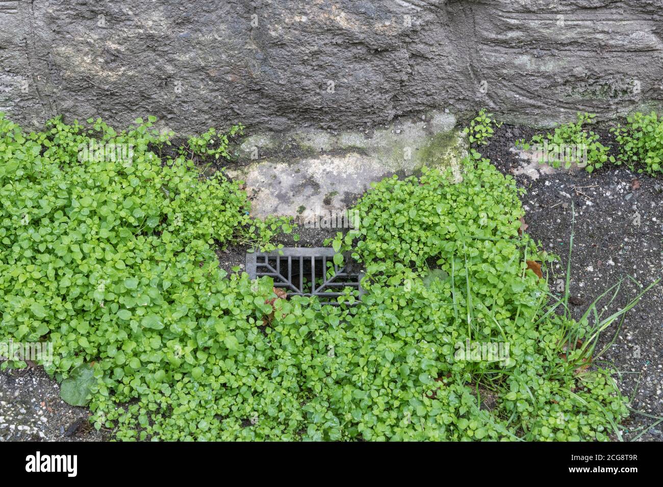 Gros plan de Chickweed / Stellaria médias poussant par la gouttière de jardin. Une mauvaise herbe du Royaume-Uni commune autrefois utilisée comme plante médicinale pour les remèdes à base de plantes médicinales. Également comestibles. Banque D'Images