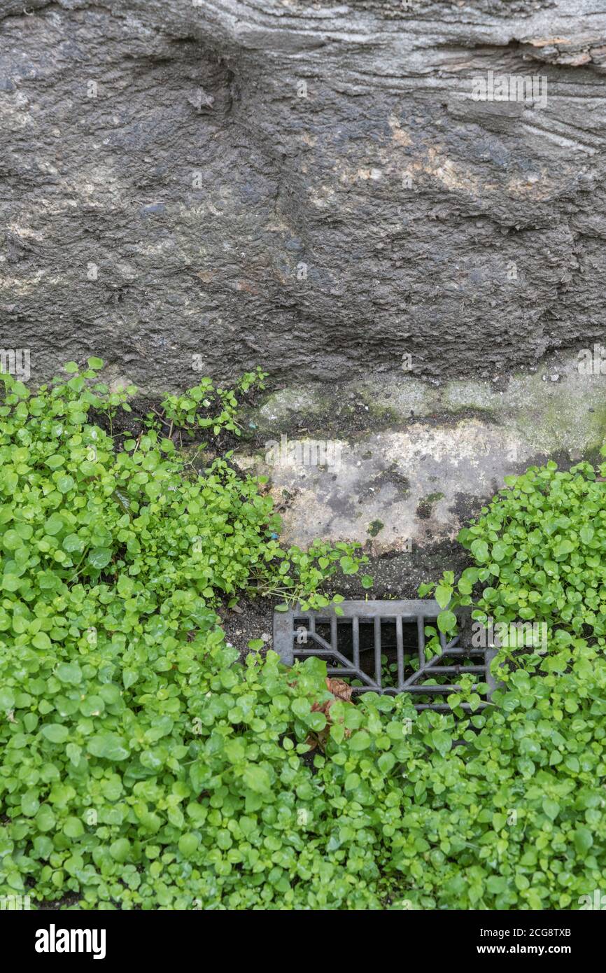 Gros plan de Chickweed / Stellaria médias poussant par la gouttière de jardin. Une mauvaise herbe du Royaume-Uni commune autrefois utilisée comme plante médicinale pour les remèdes à base de plantes médicinales. Également comestibles. Banque D'Images