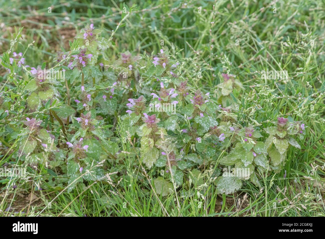 Fleurs violettes et feuillage de rouge Morte-Nettle / Lamium purpueum. Les mauvaises herbes arables et hedgerow, autrefois utilisées comme plante médicinale dans les remèdes à base de plantes médicinales. Banque D'Images