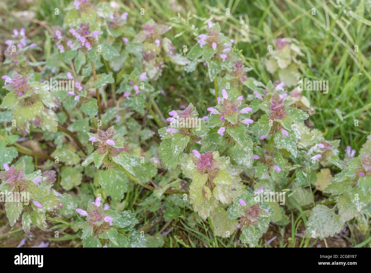 Fleurs violettes et feuillage de rouge Morte-Nettle / Lamium purpueum. Les mauvaises herbes arables et hedgerow, autrefois utilisées comme plante médicinale dans les remèdes à base de plantes médicinales. Banque D'Images
