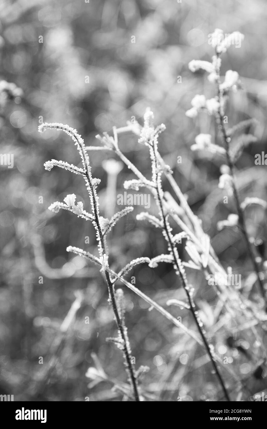 Frosty plante. Banque D'Images