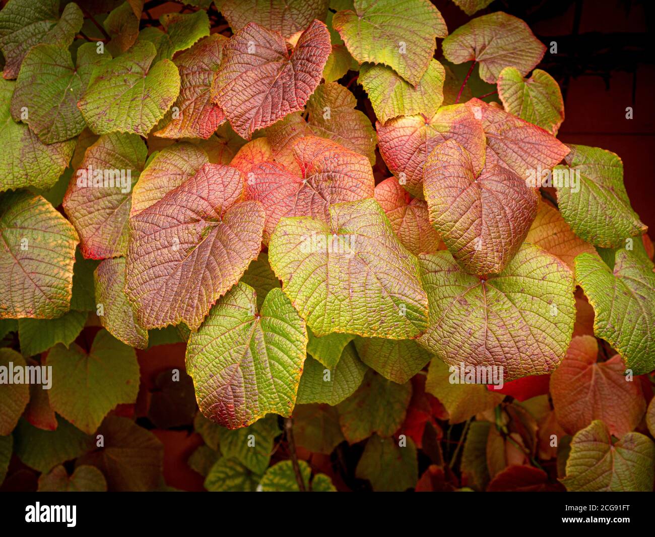 Gros plan du feuillage d'automne rouge de Vitis coignetiae Crimson Glory Vine. Banque D'Images