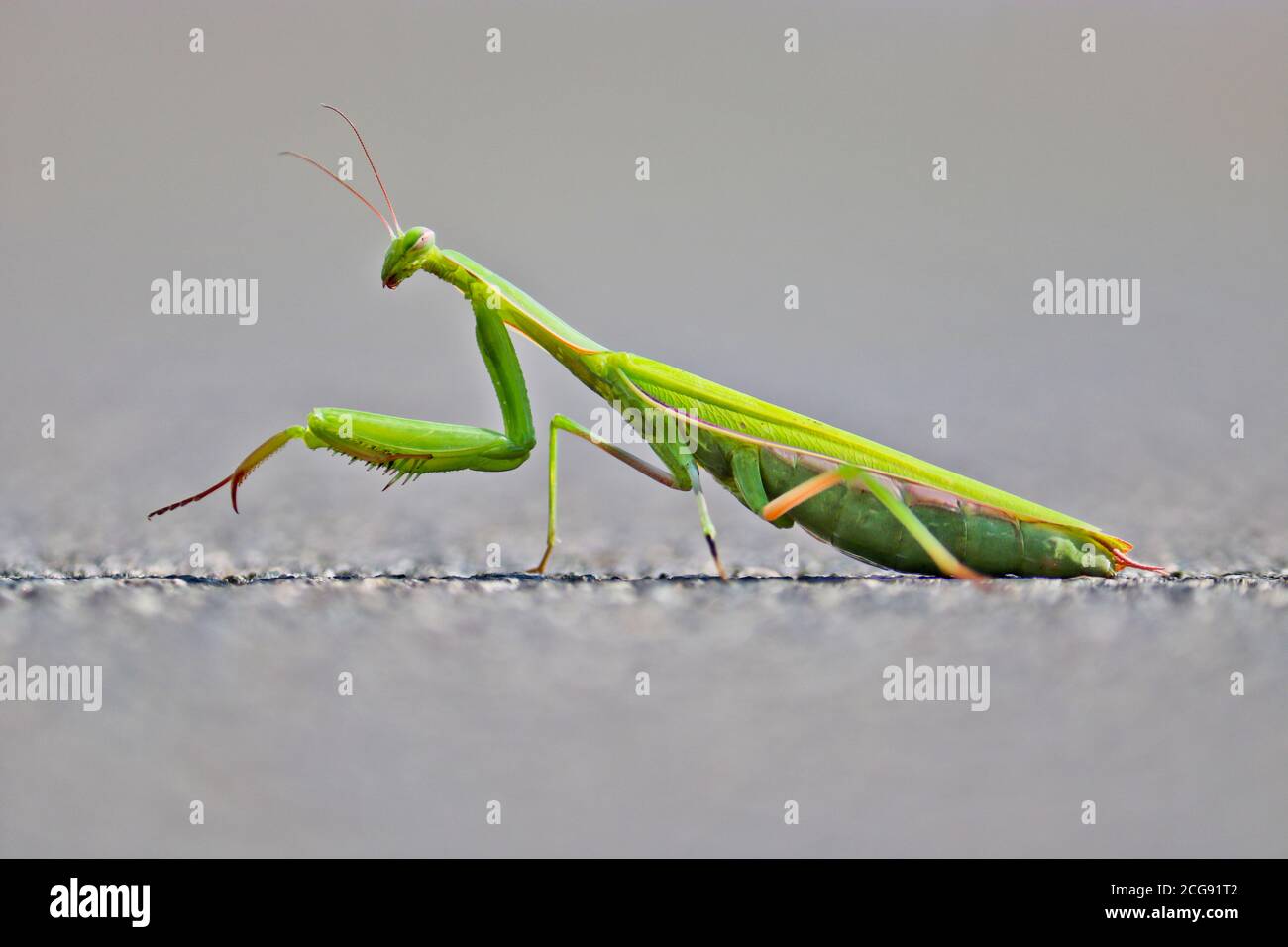 Mantis vert de prière sur fond d'asphalte. Mantis européenne ou prier Mantis, Mantis Religiosa. Un animal de compagnie. Macro. Banque D'Images