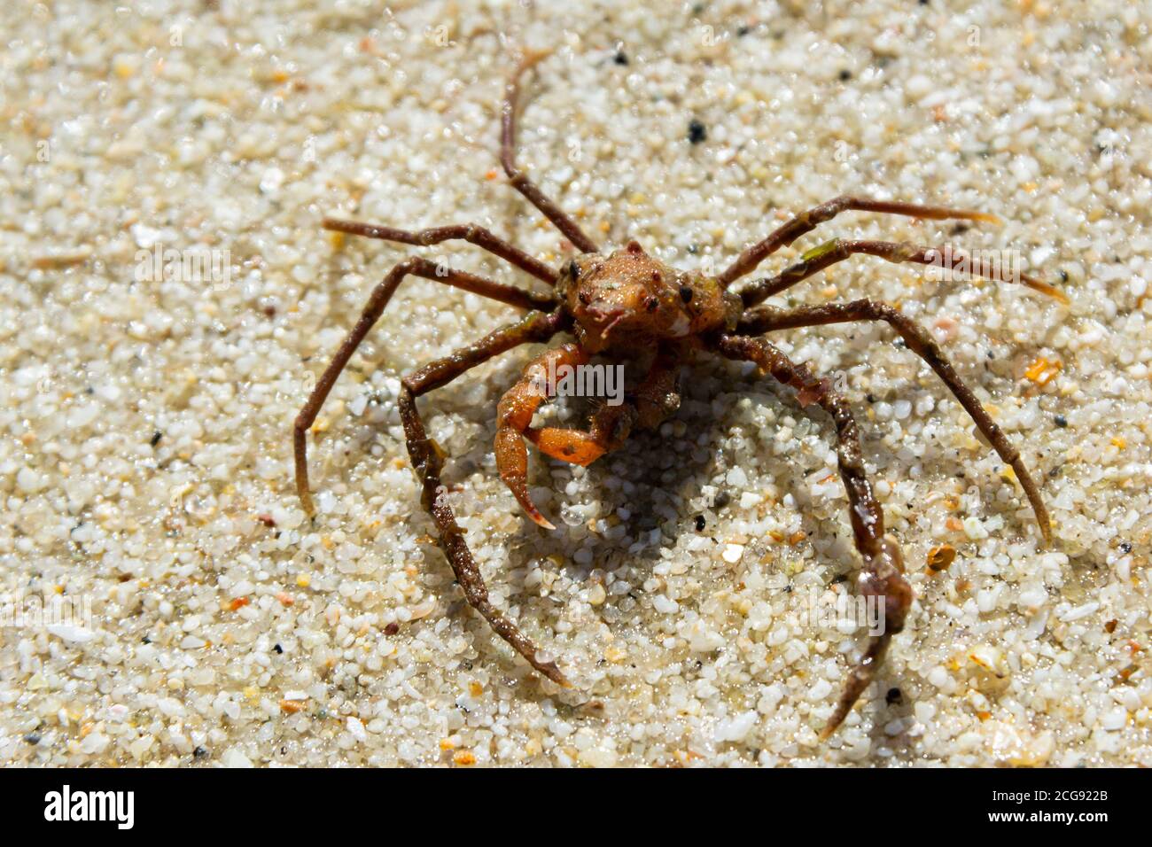 Un crabe araignée de Leach (Inachus phalangium) Banque D'Images
