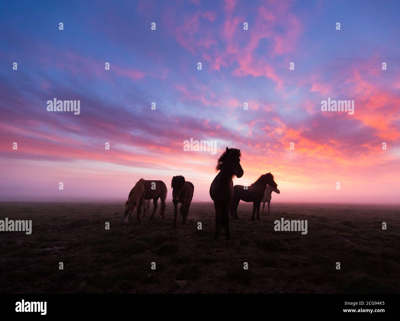 Groupe de chevaux islandais au beau coucher du soleil. Paysage mystique et dramatique avec ciel coloré. Banque D'Images
