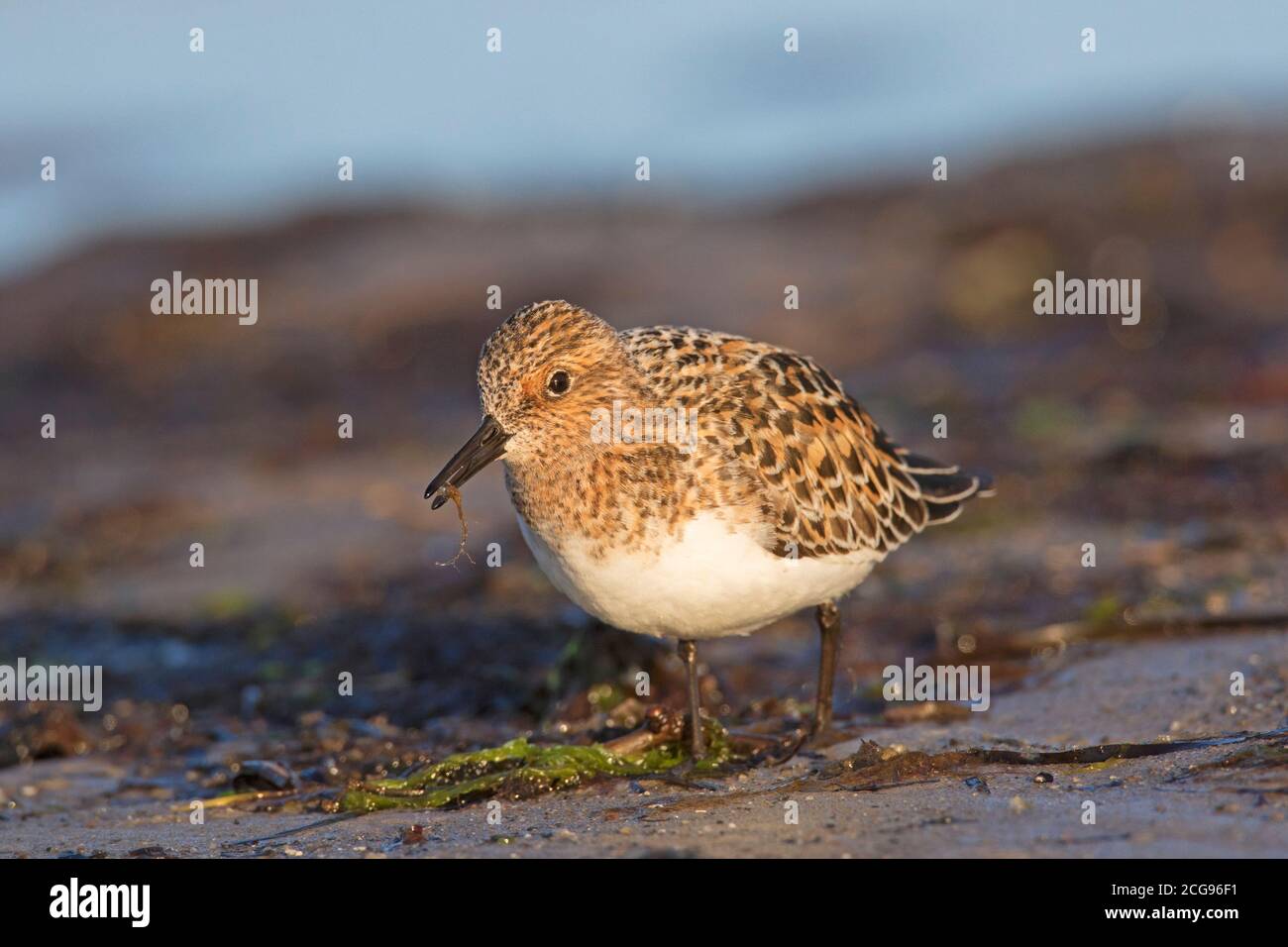 Sanderling (Calidris alba) en reproduisant le plumage sur la plage au printemps Banque D'Images