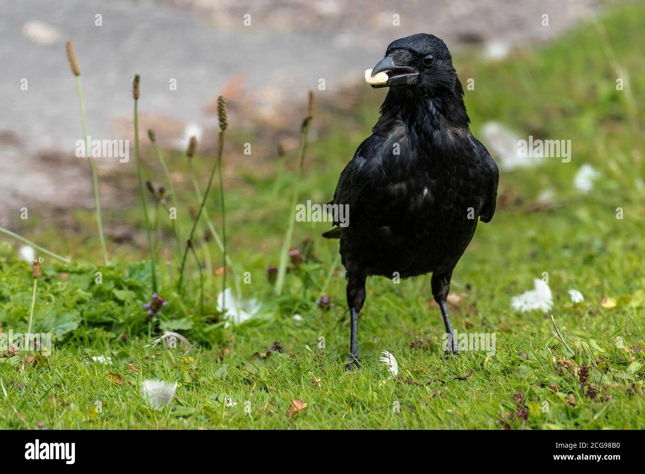 Corbeau noir. Un oiseau un oiseau du genre Corvus Banque D'Images