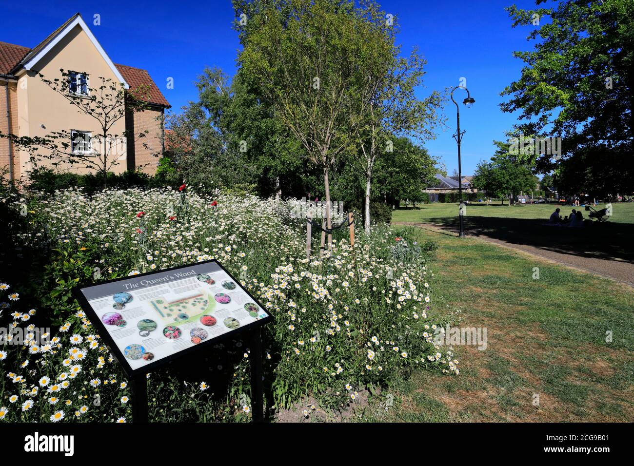 Vue d'été sur les jardins Jubilee, rivière Great Ouse, Ely City, Cambridgeshire, Angleterre, Royaume-Uni Banque D'Images