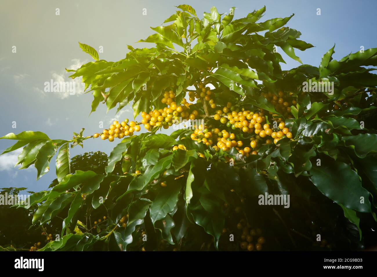 Ferme avec vue sur la plantation de café. L'agrobusiness. Récolte de café avec des grains jaunes, vert et bleu ciel. Banque D'Images
