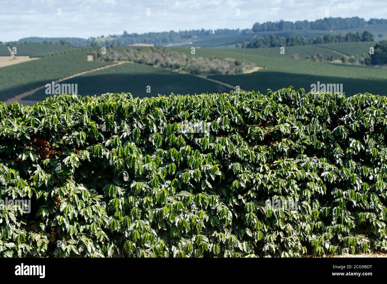 Ferme avec vue sur la plantation de café. L'agrobusiness. Récolte de café avec des grains jaunes, vert et bleu ciel. Banque D'Images