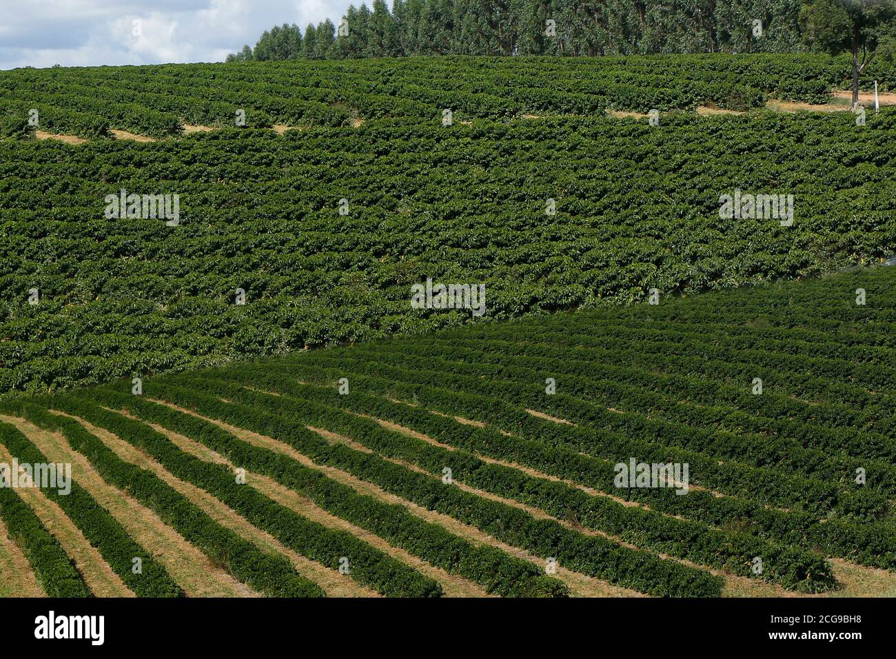 Ferme avec vue sur la plantation de café. L'agrobusiness. Récolte de café avec des grains jaunes, vert et bleu ciel. Banque D'Images