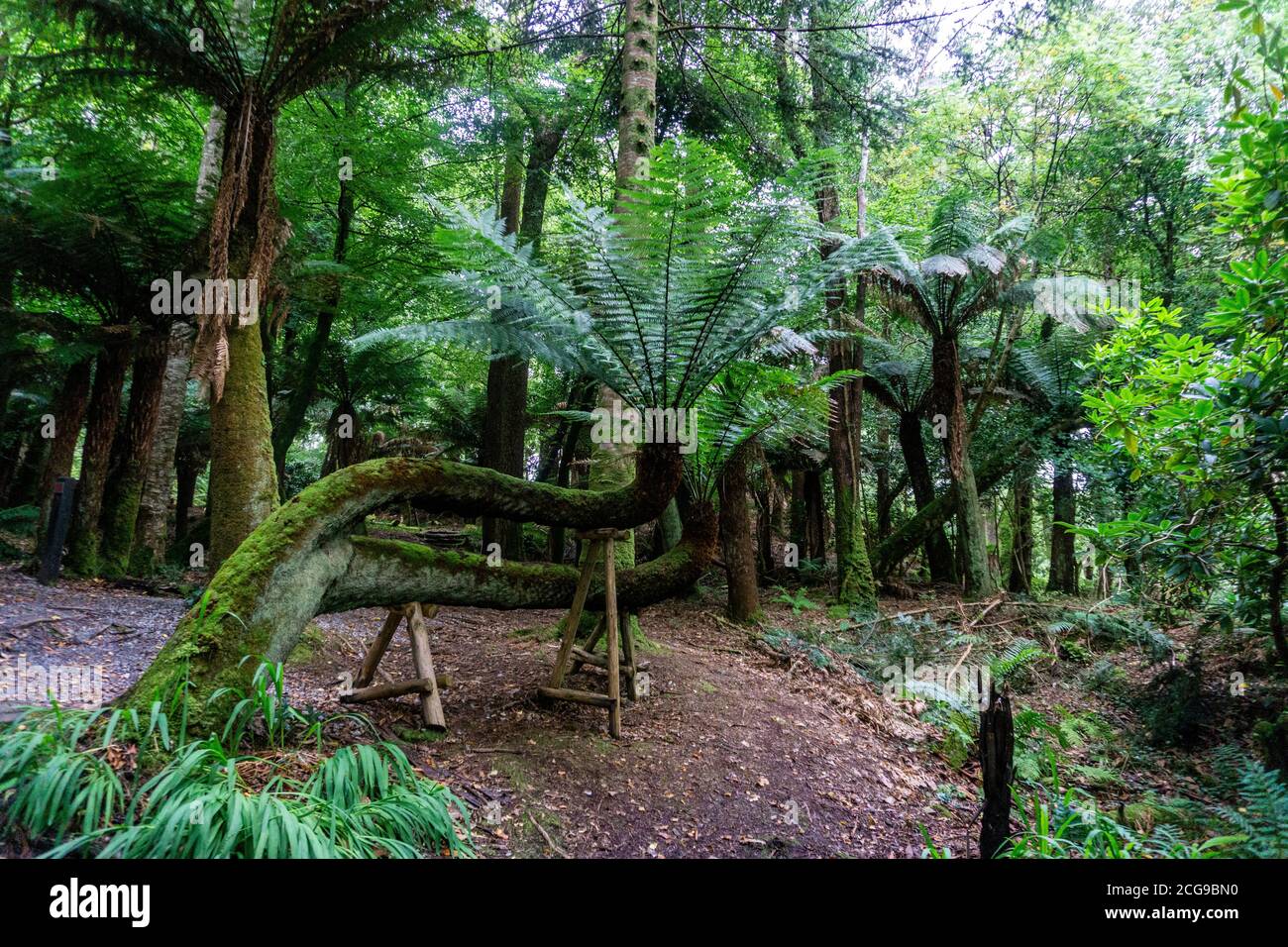 Une des nombreuses fougères d'arbres parmi la grande collection de plantes subtropicales dans les jardins de Kells Bay à Kells, comté de Kerry, Irlande. Banque D'Images Une des nombreuses fougères d'arbres parmi la grande collection de plantes subtropicales dans les jardins de Kells Bay à Kells, comté de Kerry, Irlande. Banque D'Images