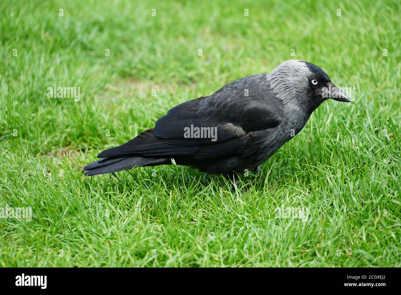 Plumes grises de corbeau Banque de photographies et d’images à haute résolution Alamy