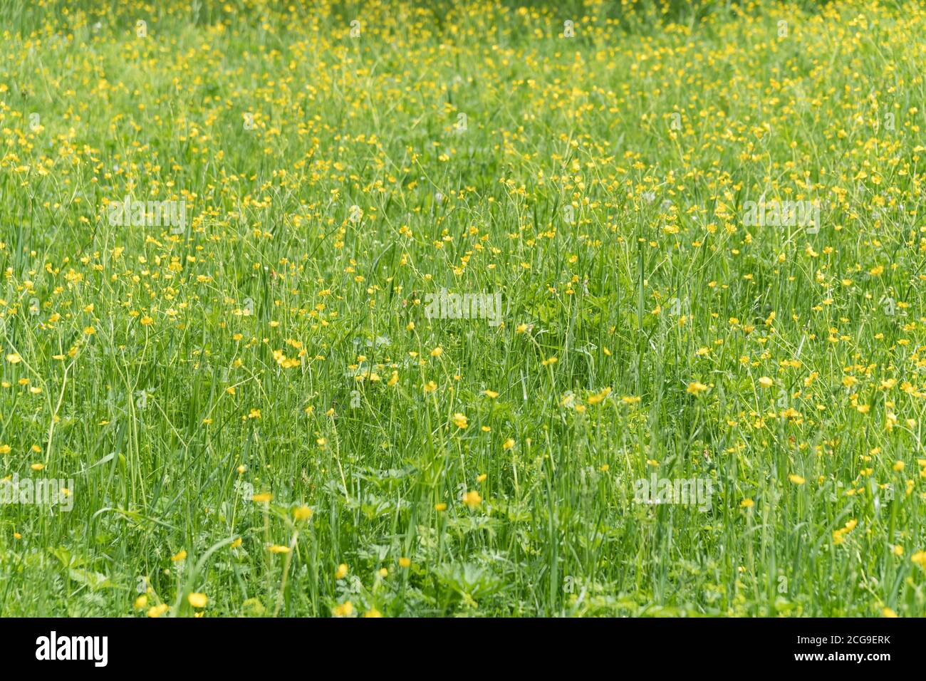 Une grande glade de butterbutterbutter jaune à fleurs (lat. Ranunculus) un jour d'été. Banque D'Images