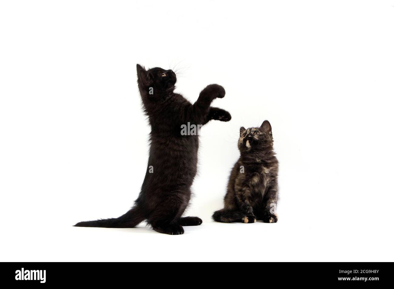 Noir et noir écaille de chatons British Shorthair, jouant sur les pattes de derrière Banque D'Images