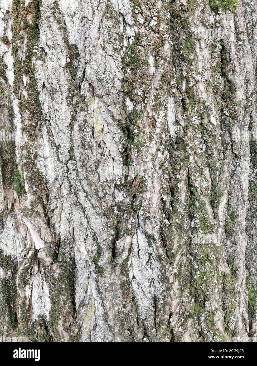 Texture de l'écorce de l'arbre. Texture de l'écorce de l'arbre recouverte de mousse. Banque D'Images