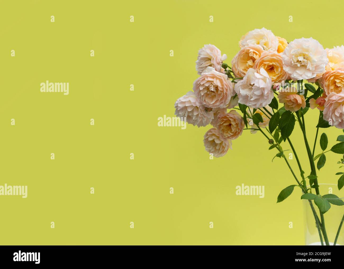 Un bouquet de roses rose pastel dans un vase en verre transparent sur fond jaune vif. Carte de vœux créative. Banque D'Images
