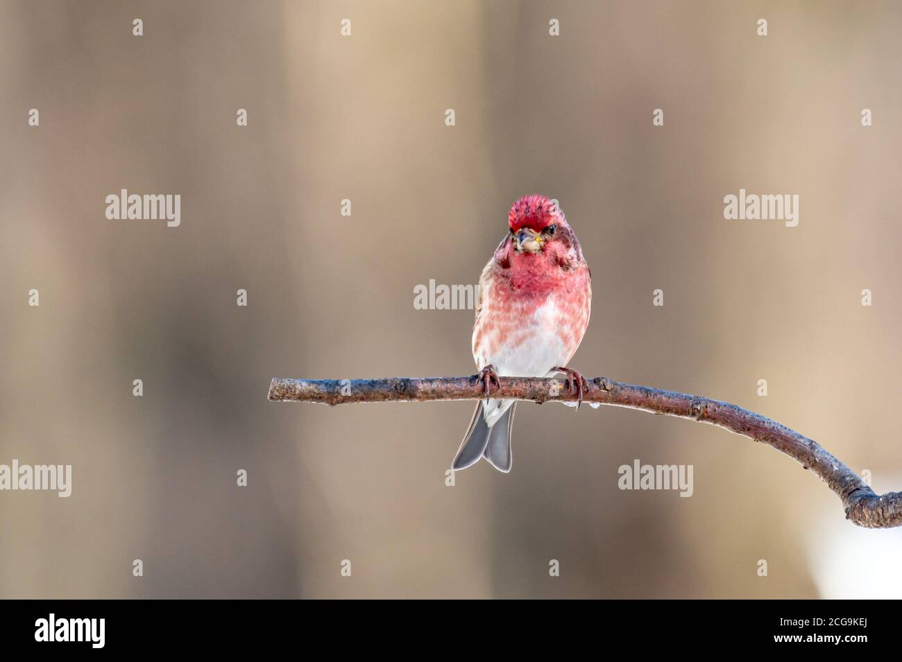 Rosé dans mon jardin Banque D'Images