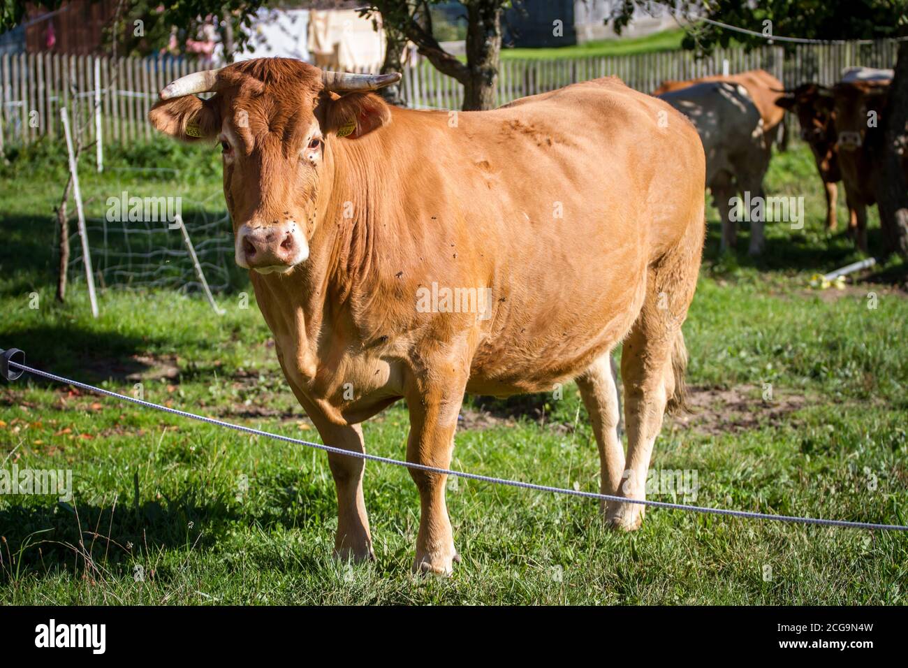 Vache à l'aire de libre-service Limousin Banque D'Images