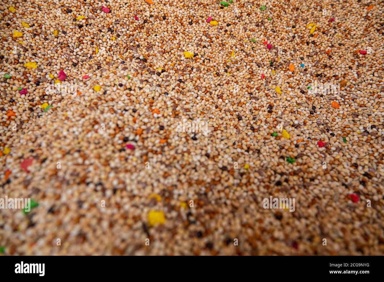 Budgerigar se nourrit dans le grand bazar kemeralti izmir turquie Banque D'Images