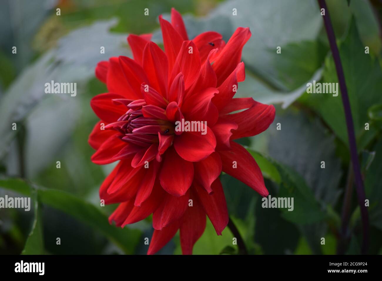 La dahlia rouge fleurit dans un jardin de campagne irlandais 8n le Été Banque D'Images