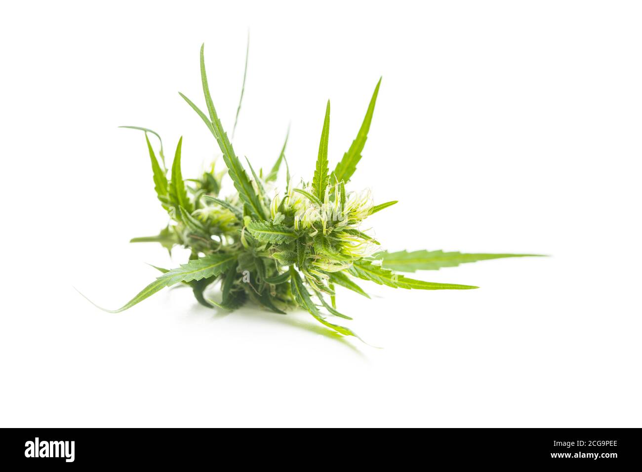Fleurs de cannabis isolées sur fond blanc. Banque D'Images