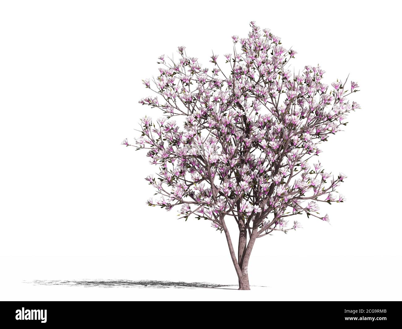 Magnolia à fleurs. Magnolia en fleurs (Magnolia soulangeana Alexandrina) sur une surface blanche. Isolé. Illustration 3D Banque D'Images