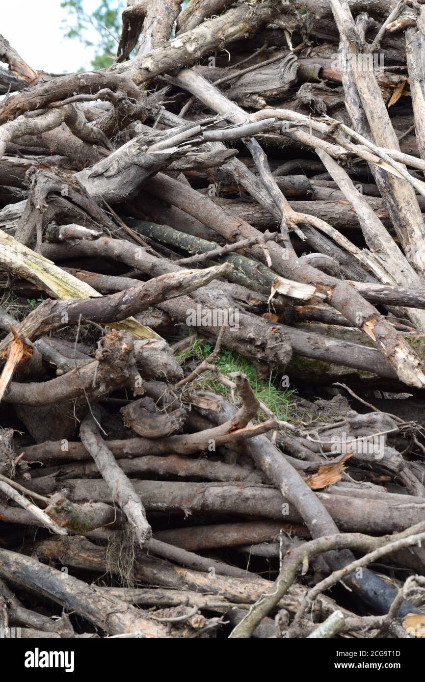 Bâtonnets, bois de chauffage en attente de coupe et de préparation en Irlande Banque D'Images