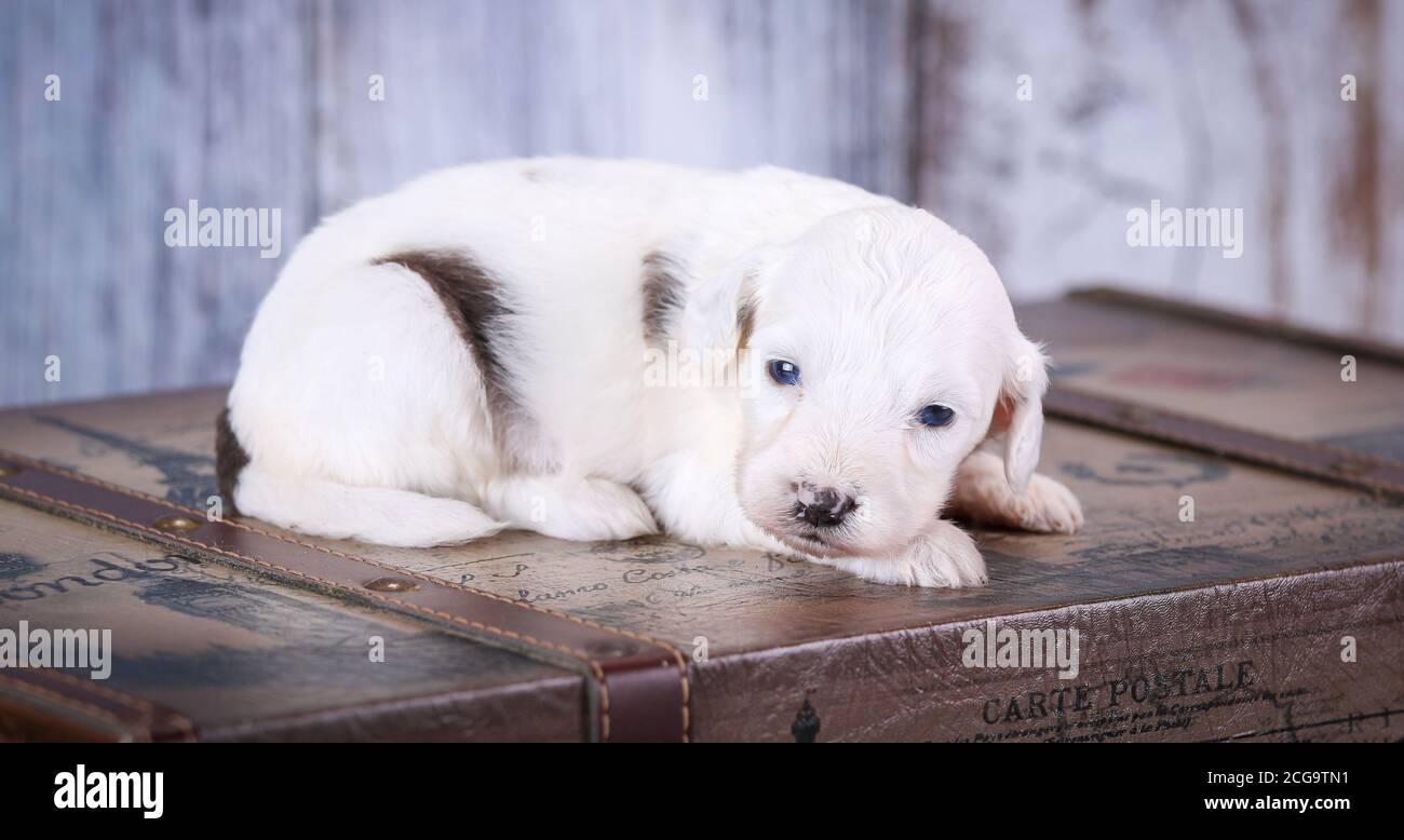 blue merle bernedoodle