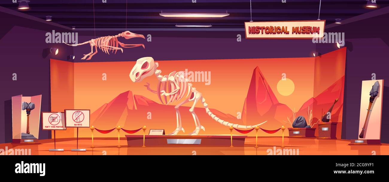 Squelette de dinosaure dans le musée de l'histoire. Dino tyrannosaurus fossiles de rex et de ptérodactyles et objets anciens à l'exposition paléontologique. Paléontologie archéologie science dessin vectoriel de dessin animé Illustration de Vecteur