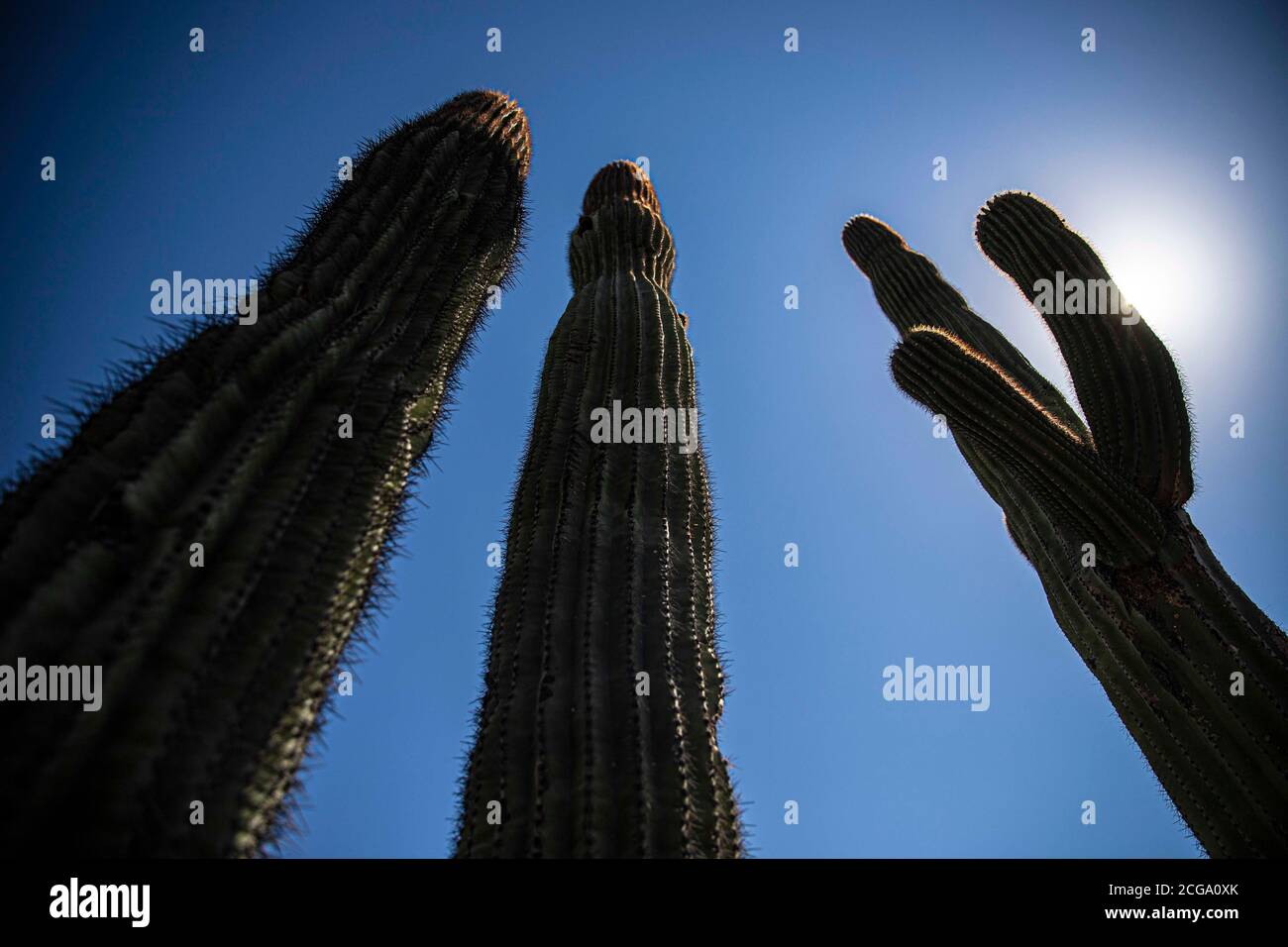 Cactus gigante mexicano, Pachycereus pringlei, cardón gigante mexicano o cactus elefante, especie de cactus nativa del noroeste de México en los estados de Baja California, Baja California sur y Sonora. Desierto de Sonora en la sierra de la Reserva de la Biosfera El Pinacate y gran desierto de Retar en Sonora, Mexique. Patrimonio de la Humanidad por la UNESCO. Ecosistema tipico entre la frontera del desierto de Arizona y Sonora. plantas y vegacion escasa del desierto. ARIDO, seco, Sequia. Se le conoce comúnmente como cardón, un nombre derivado de la palabra española cardo, que significa 'car Banque D'Images