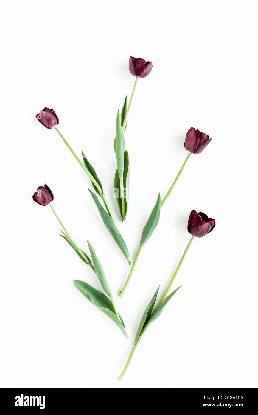 Tulipes violettes de Bourgogne sur fond blanc. Concept floral minimaliste. Flat lay, vue de dessus. Banque D'Images