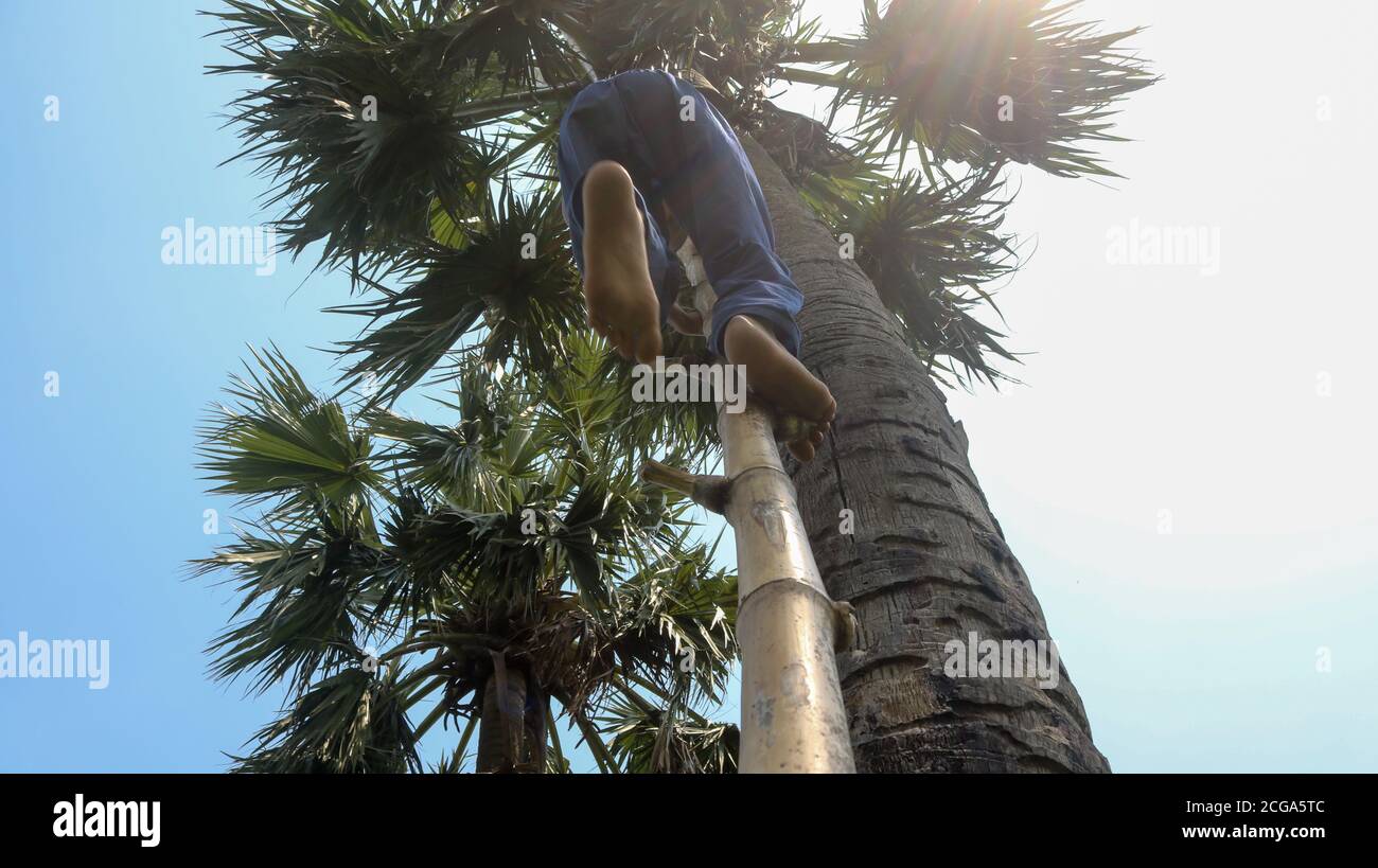 La nature du Bengale! Récupérez le jus du palmier dans l'après-midi chaud. Le jeu du soleil dans l'écart du palmier. Banque D'Images