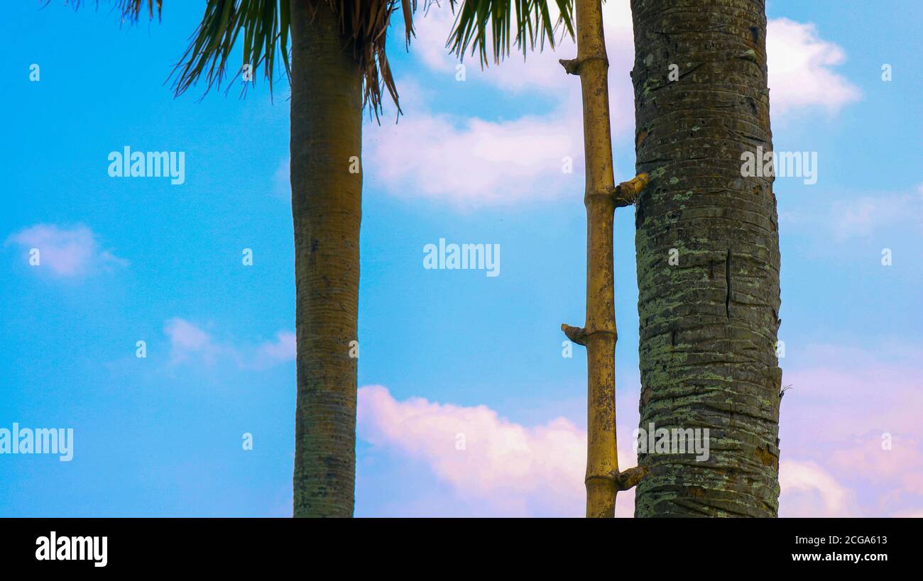 La nature du Bengale! Récupérez le jus du palmier dans l'après-midi chaud. Le jeu du soleil dans l'écart du palmier. Banque D'Images