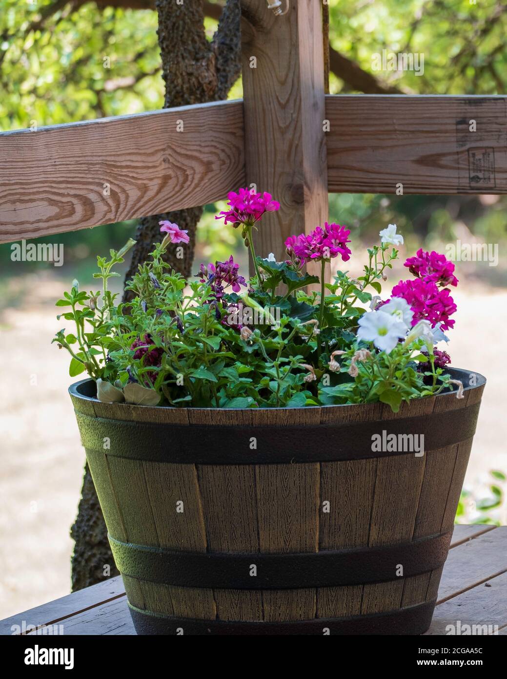 Un jardinière de fûts de whisky plein de géraniums rose chaud ou fuchsia et de pétunias blancs sur une terrasse en bois extérieure. ÉTATS-UNIS Banque D'Images